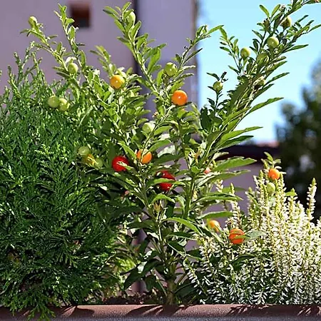 Bed & Breakfast In Centro Charme Bergamo