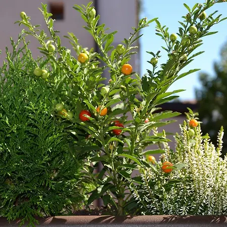 فندق مبيت وإفطار In Centro Charme 4*