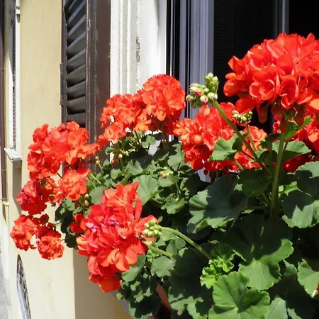 Bed & Breakfast In Centro Charme
